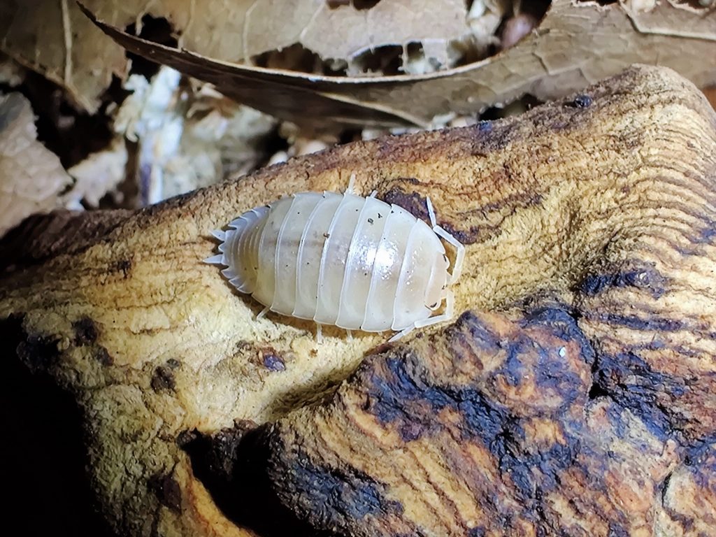Isopods for Sale